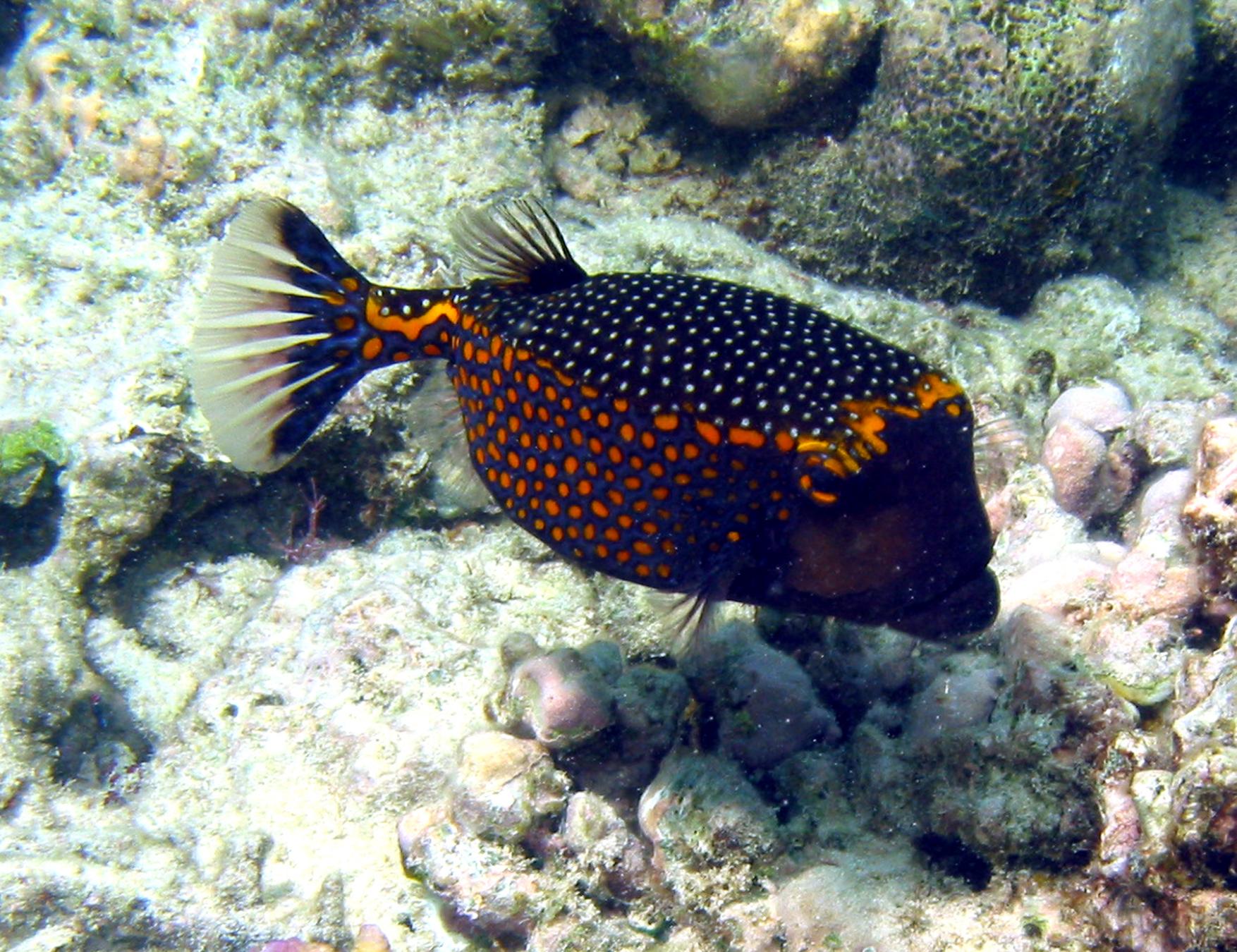 Coral Gardens photo 12