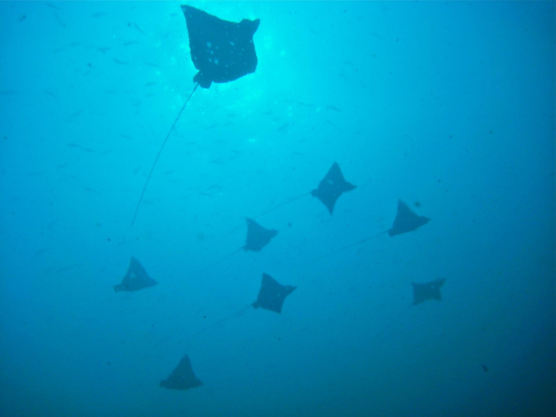 El Faro (Dive Base Coiba)