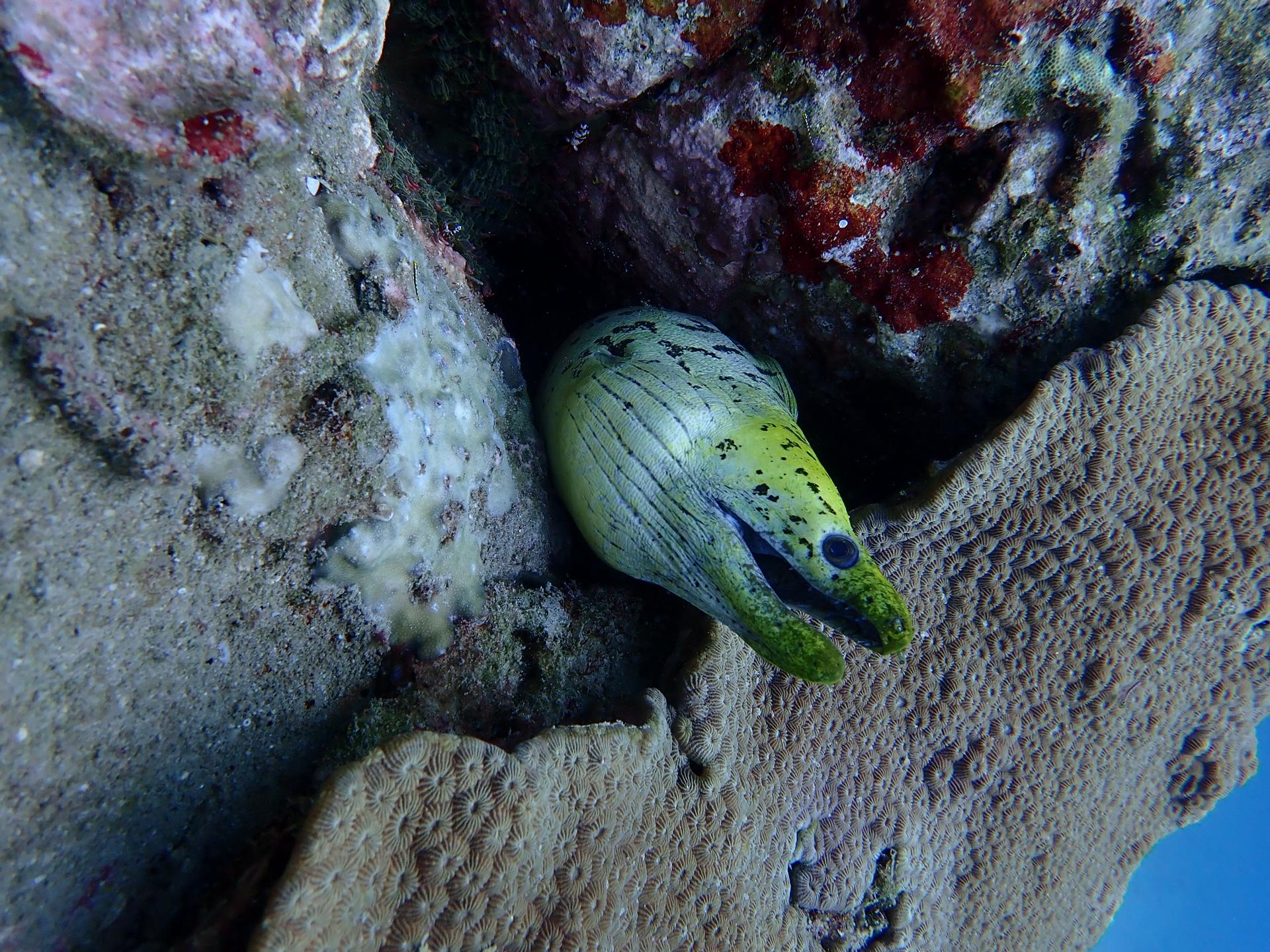 Hospital Reef photo 5