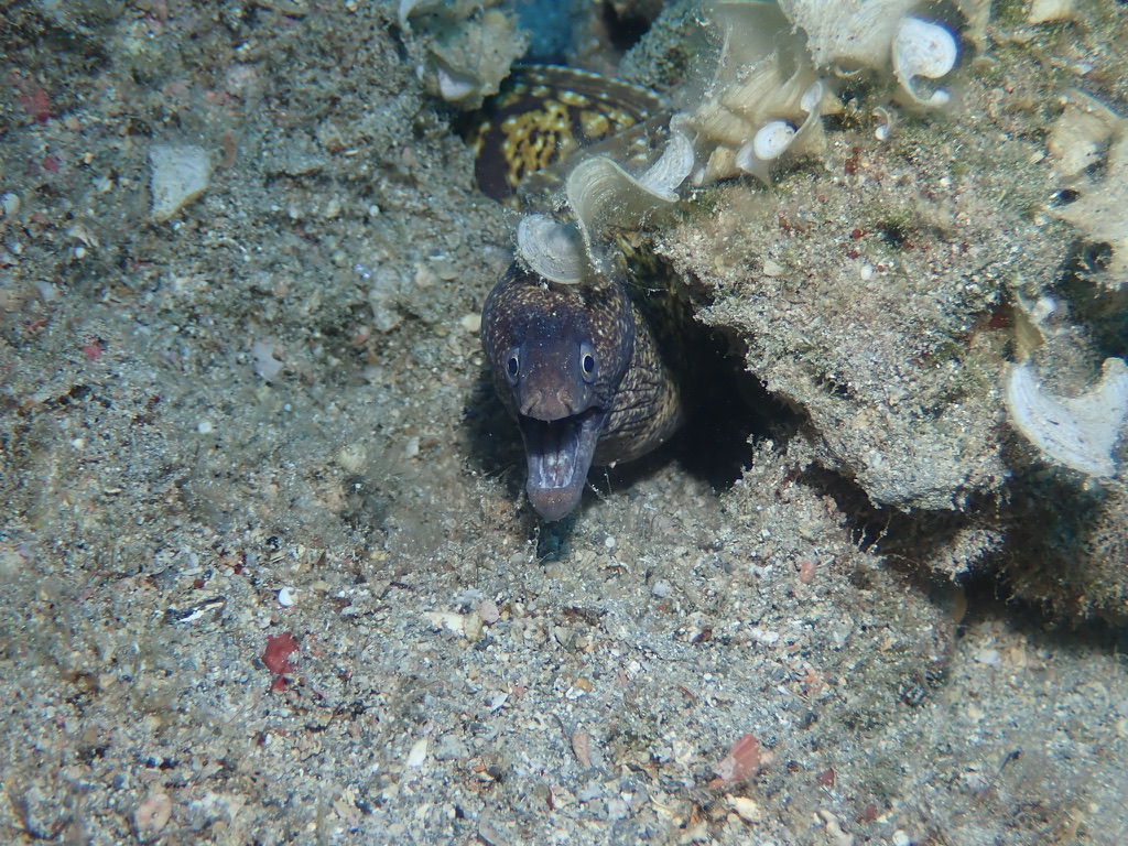 Sminera