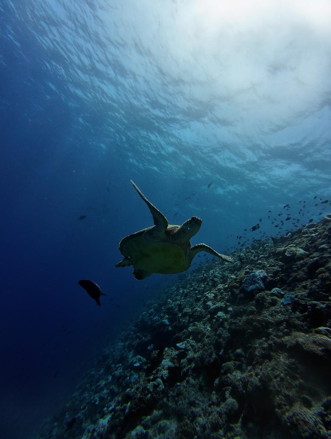 Kuredu Caves (Turtles airport) photo 3