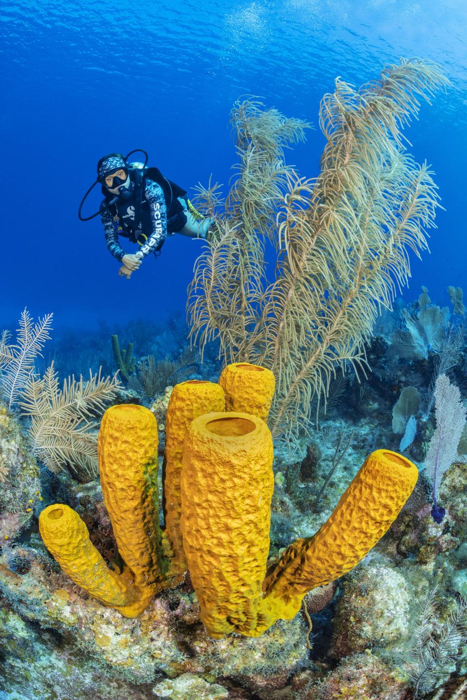 Barrel Sponge Wall