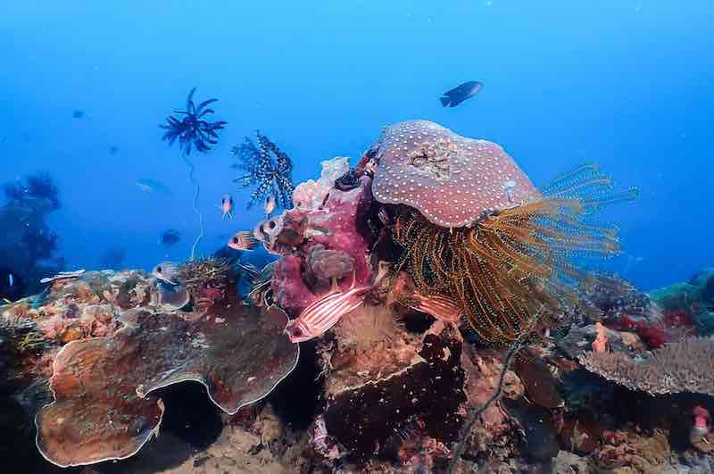 Popolcan West (Under Water Forrest) photo 4