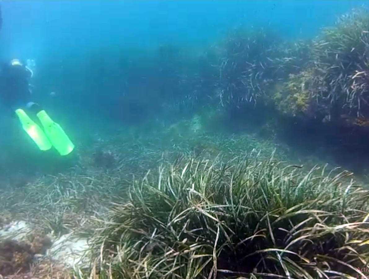 Arrecife Barrera de Posidonia playa de Aguadulce photo 3