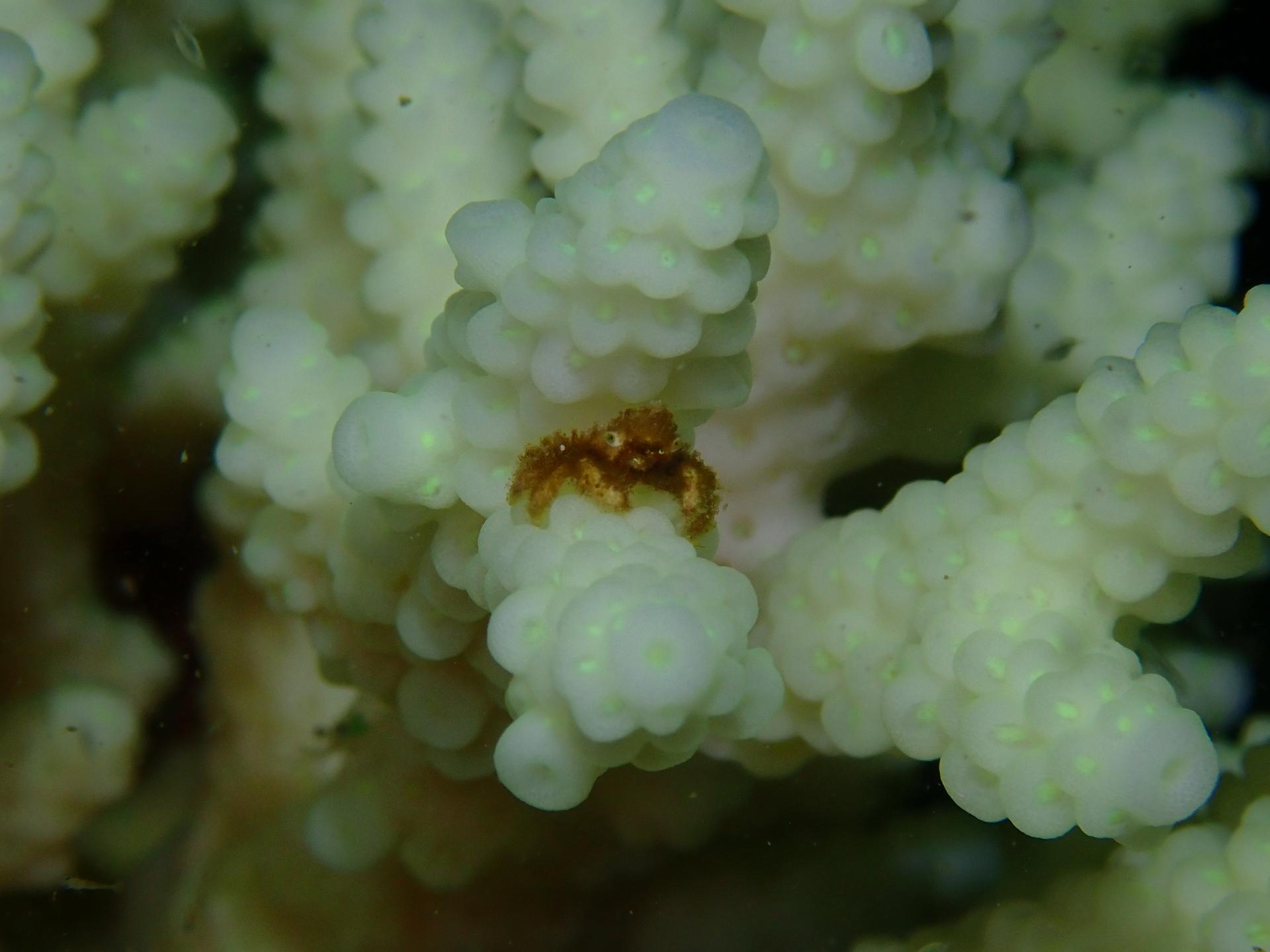 Life saving point reef photo 3