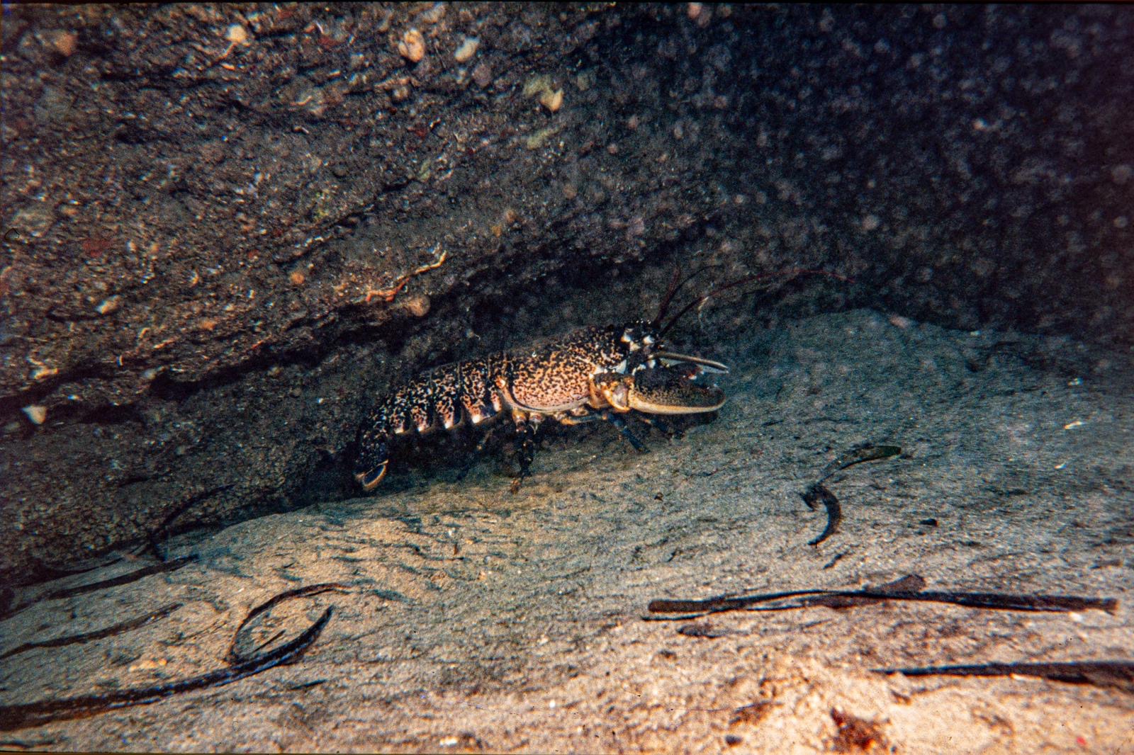 Tana di Gavino