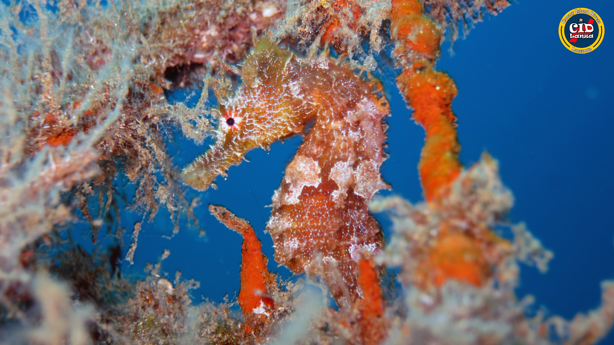 Red Coral (Playa Chica Wall)