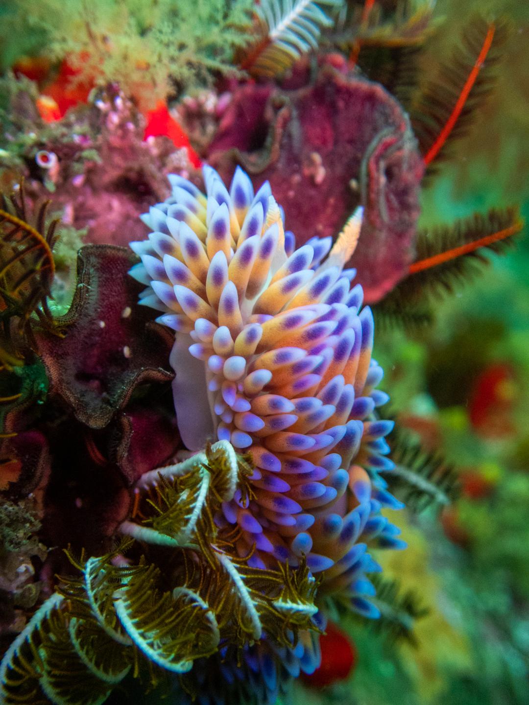 Atlantis Reef photo 5