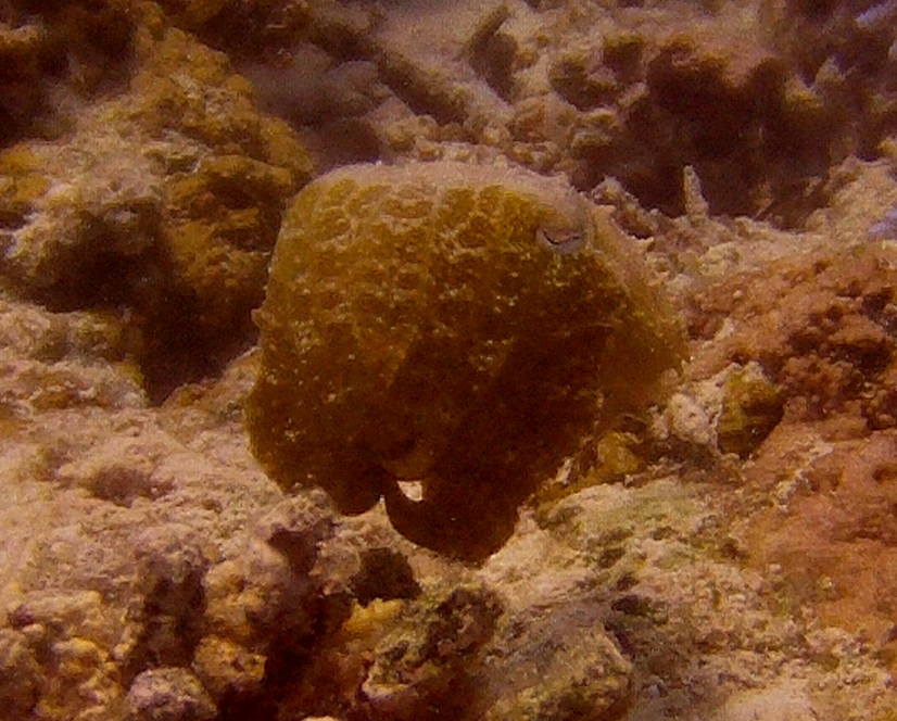 Bantigue, Malapascua