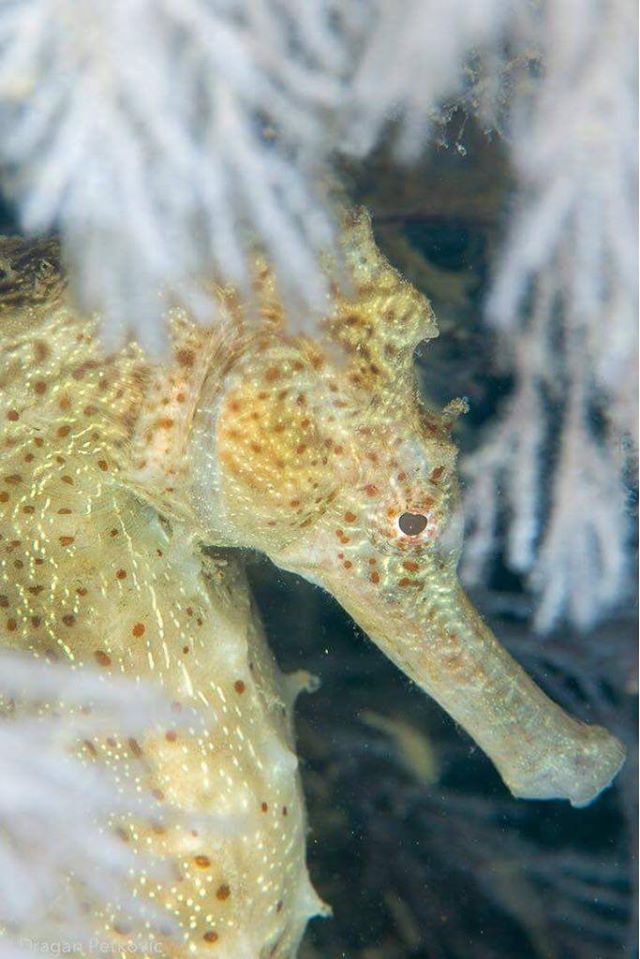 Coral Gardens