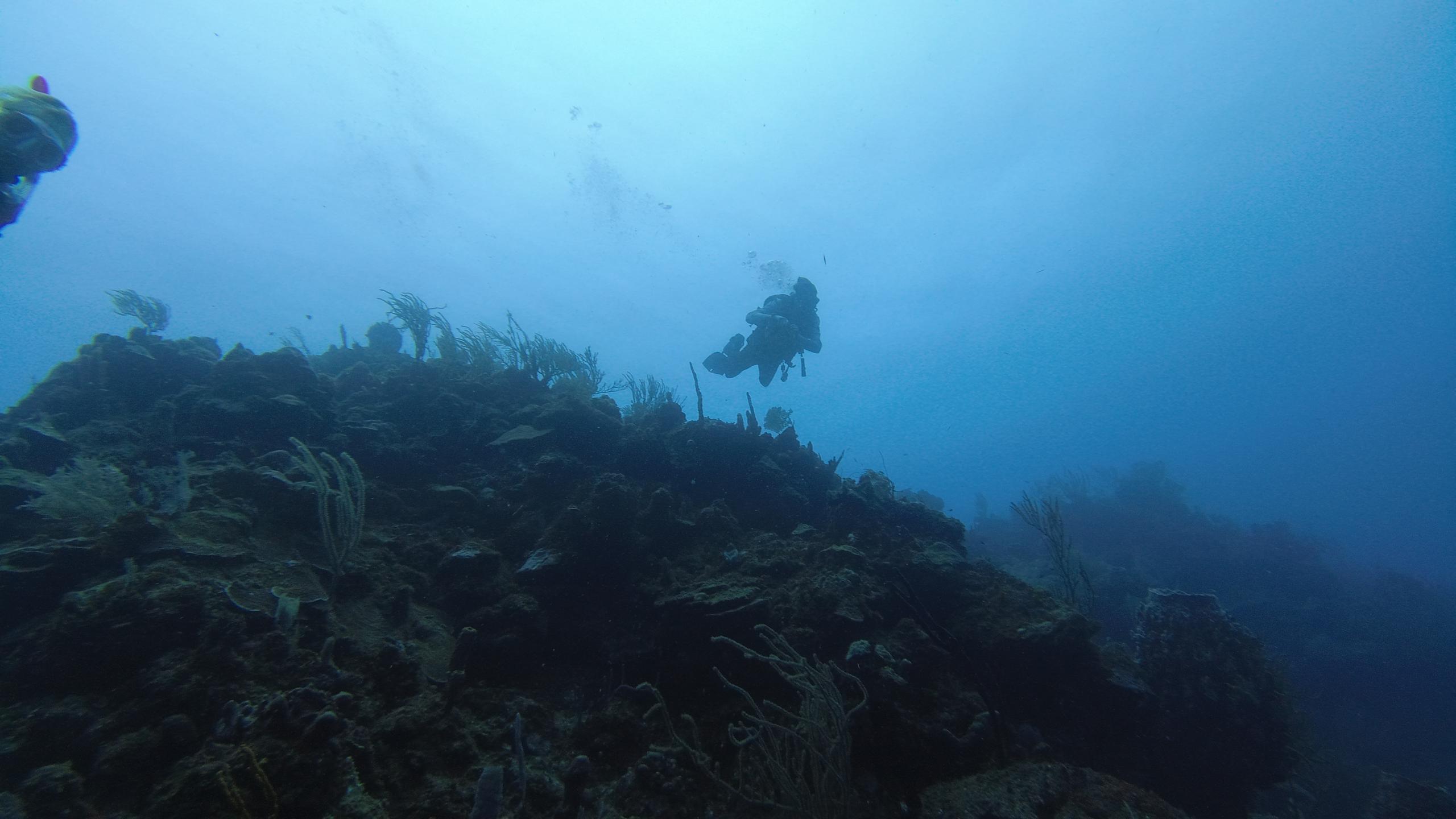 Pillar Coral photo 2