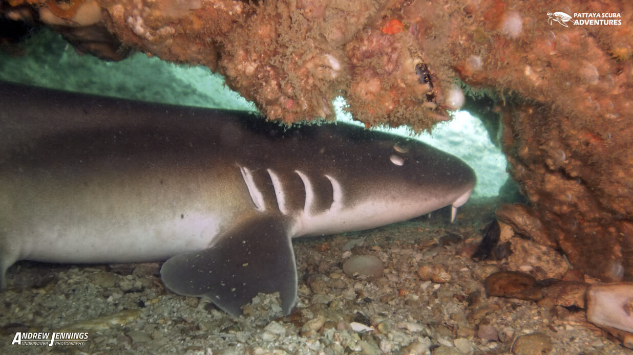 Koh Sak Deep Reef photo 5