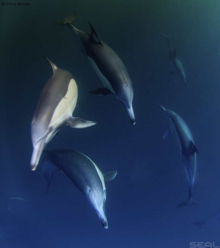 Sardine Run - Wild Coast South Africa photo 5