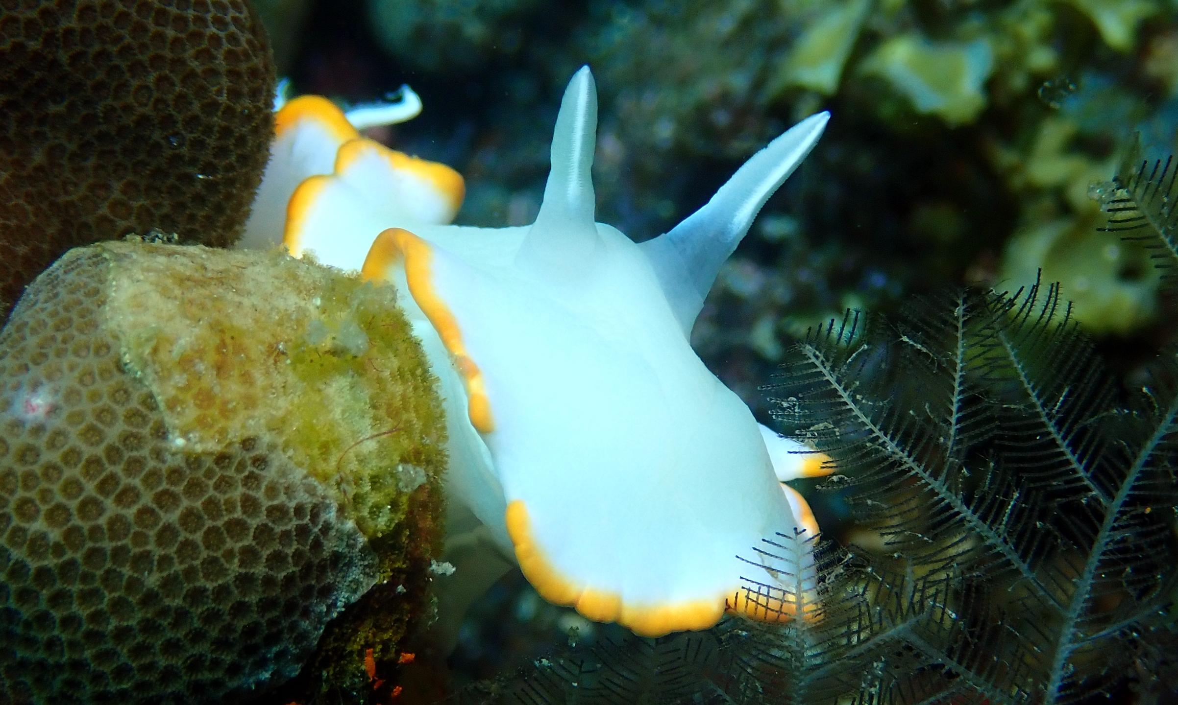 Sea Explorers Siquijor House Reef photo 7