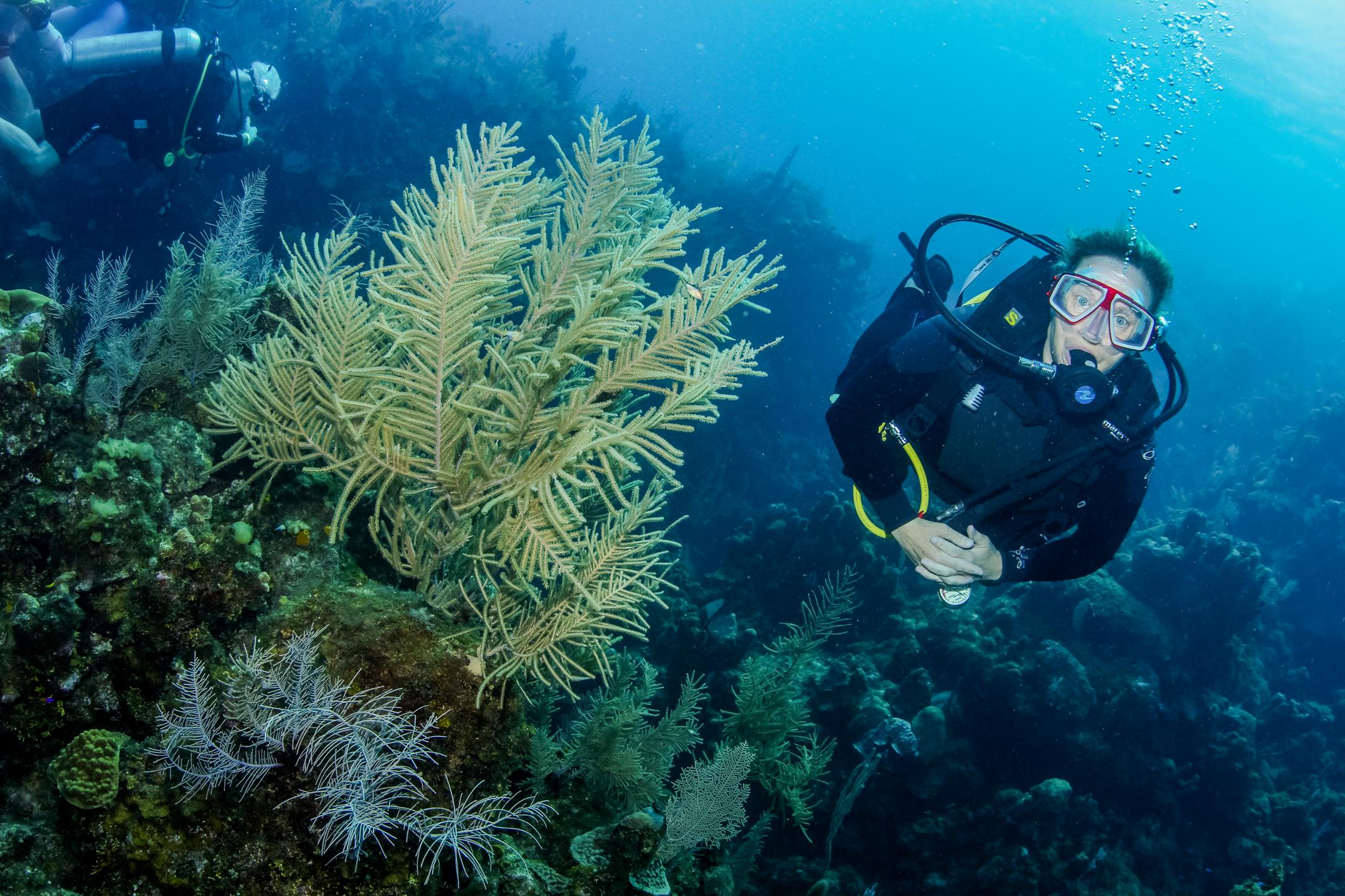 Canyon Reef