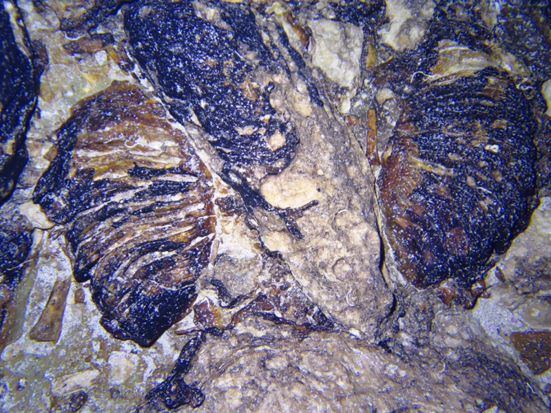 Elephant cave photo 9