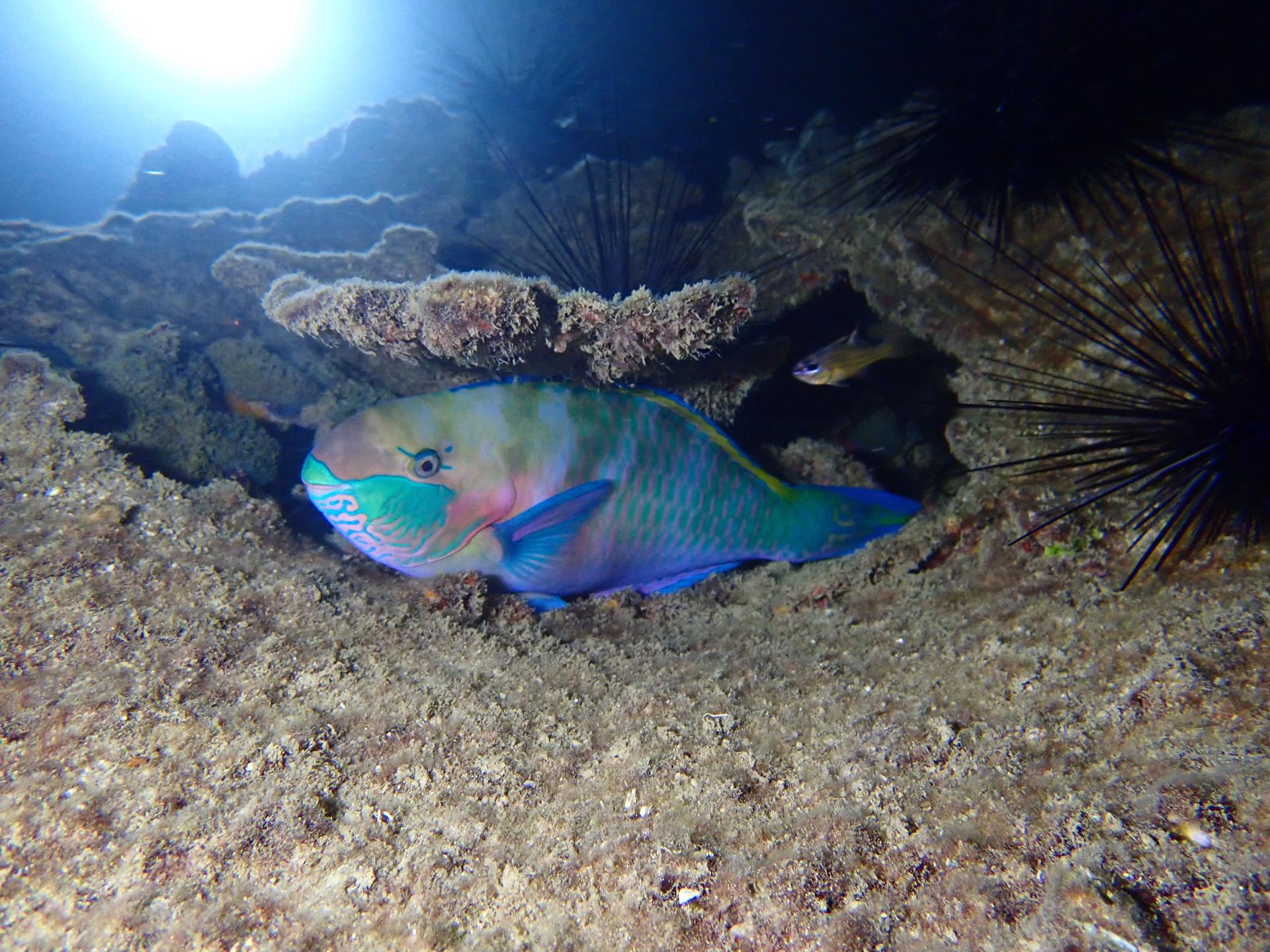 Life saving point reef photo 8