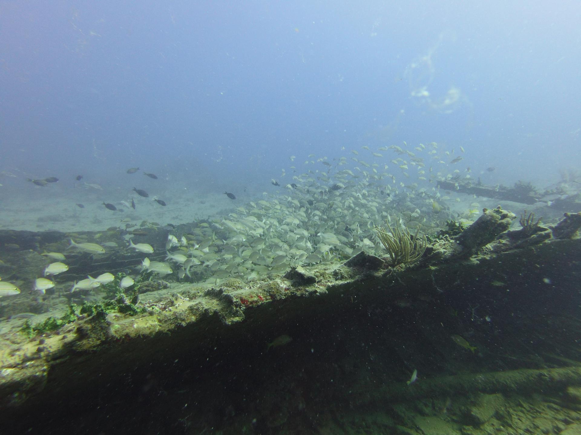 Tiegland/Cable Reef photo 6