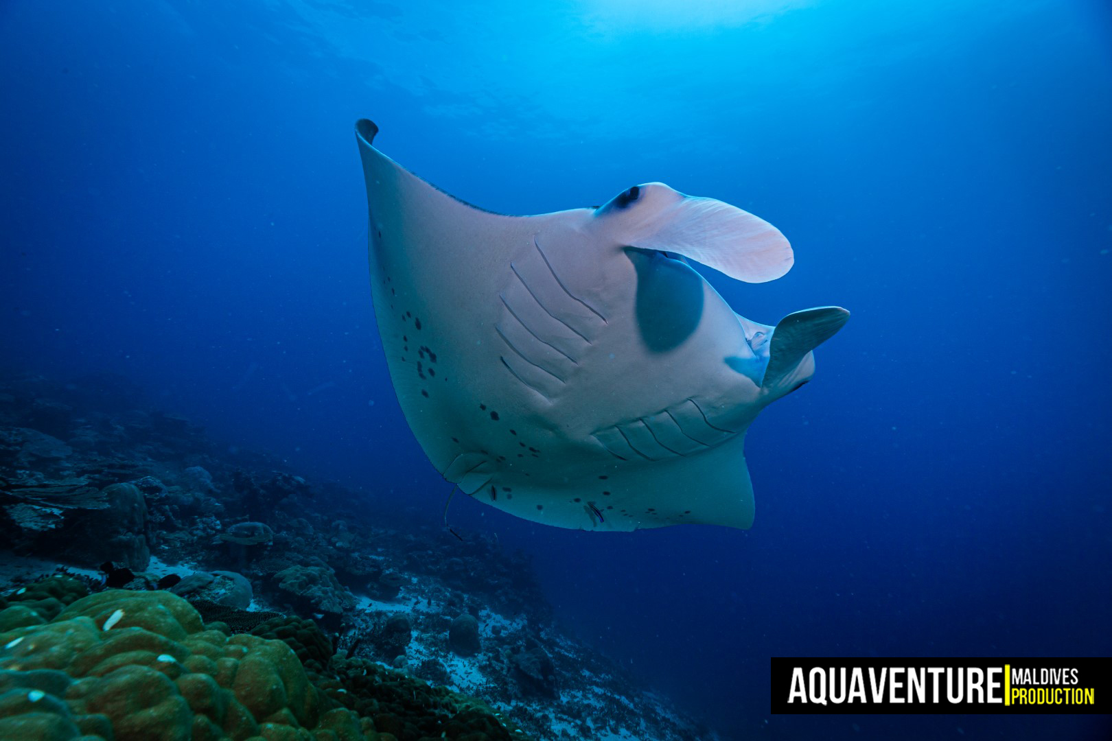 Addu Manta Point photo 2