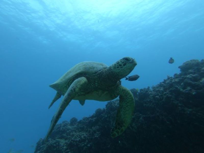 Horseshoe Reef
