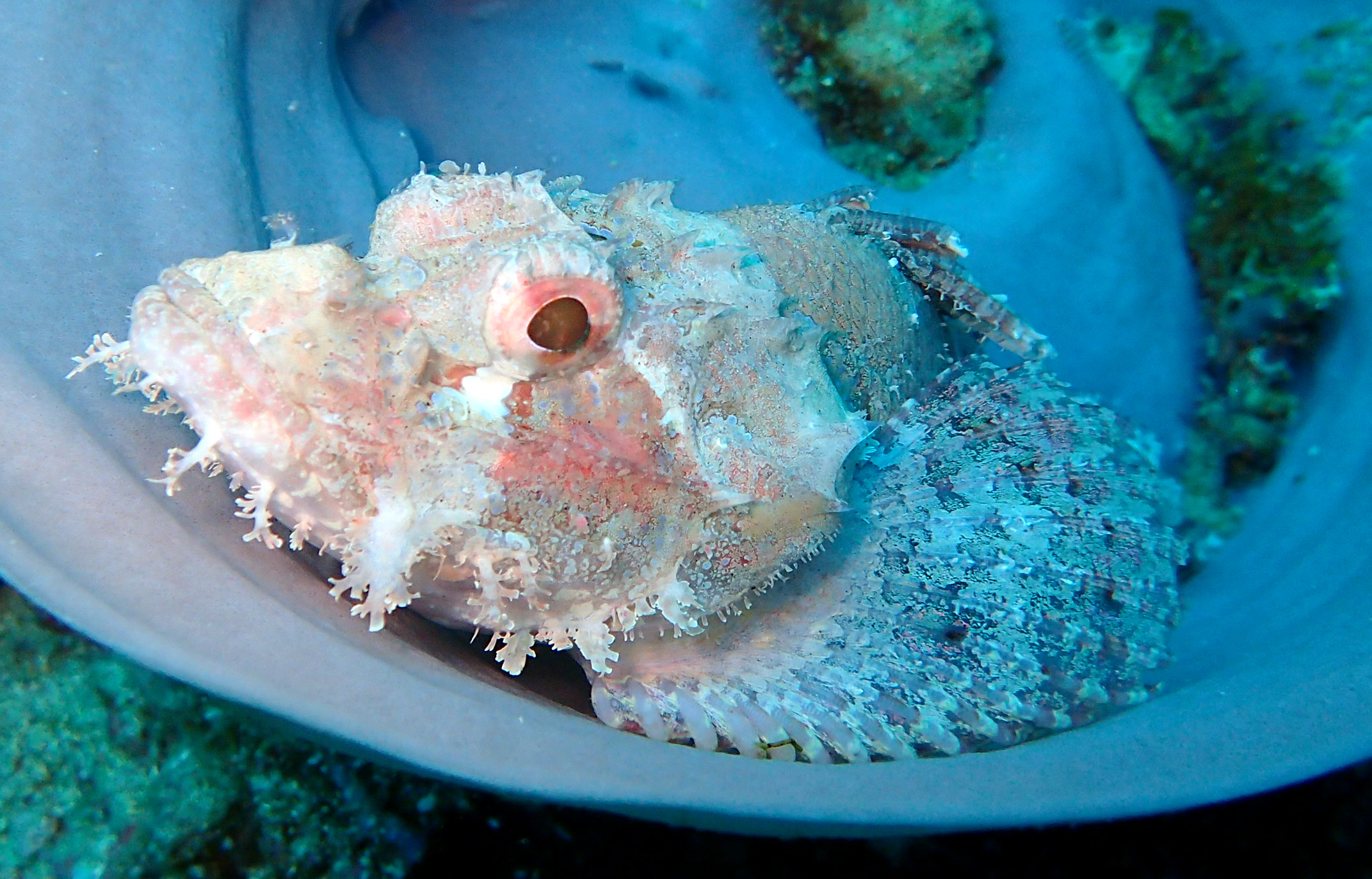Sea Explorers Siquijor House Reef photo 15