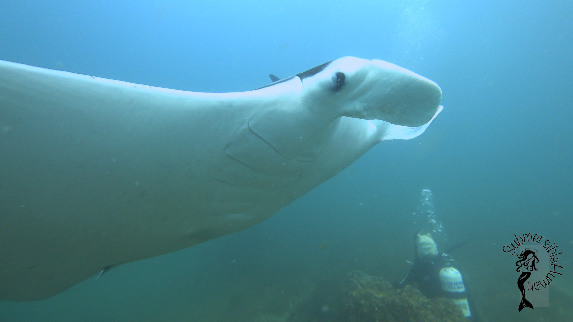 Eastern Reach - Manta Bommie photo 2