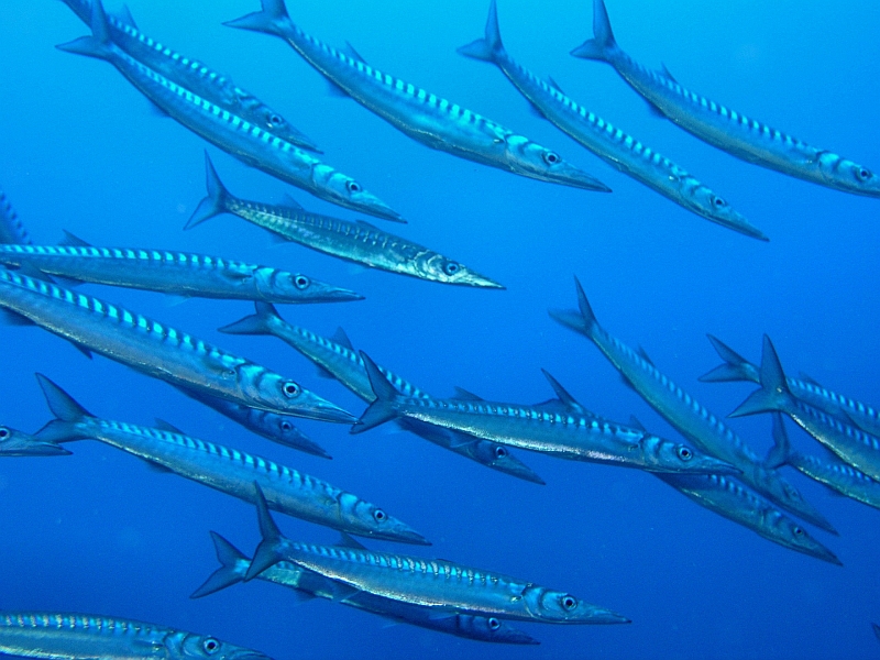 Mountain of Fishes photo 2