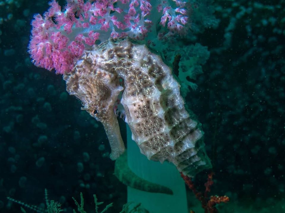Snoopy Deep Reef photo 2