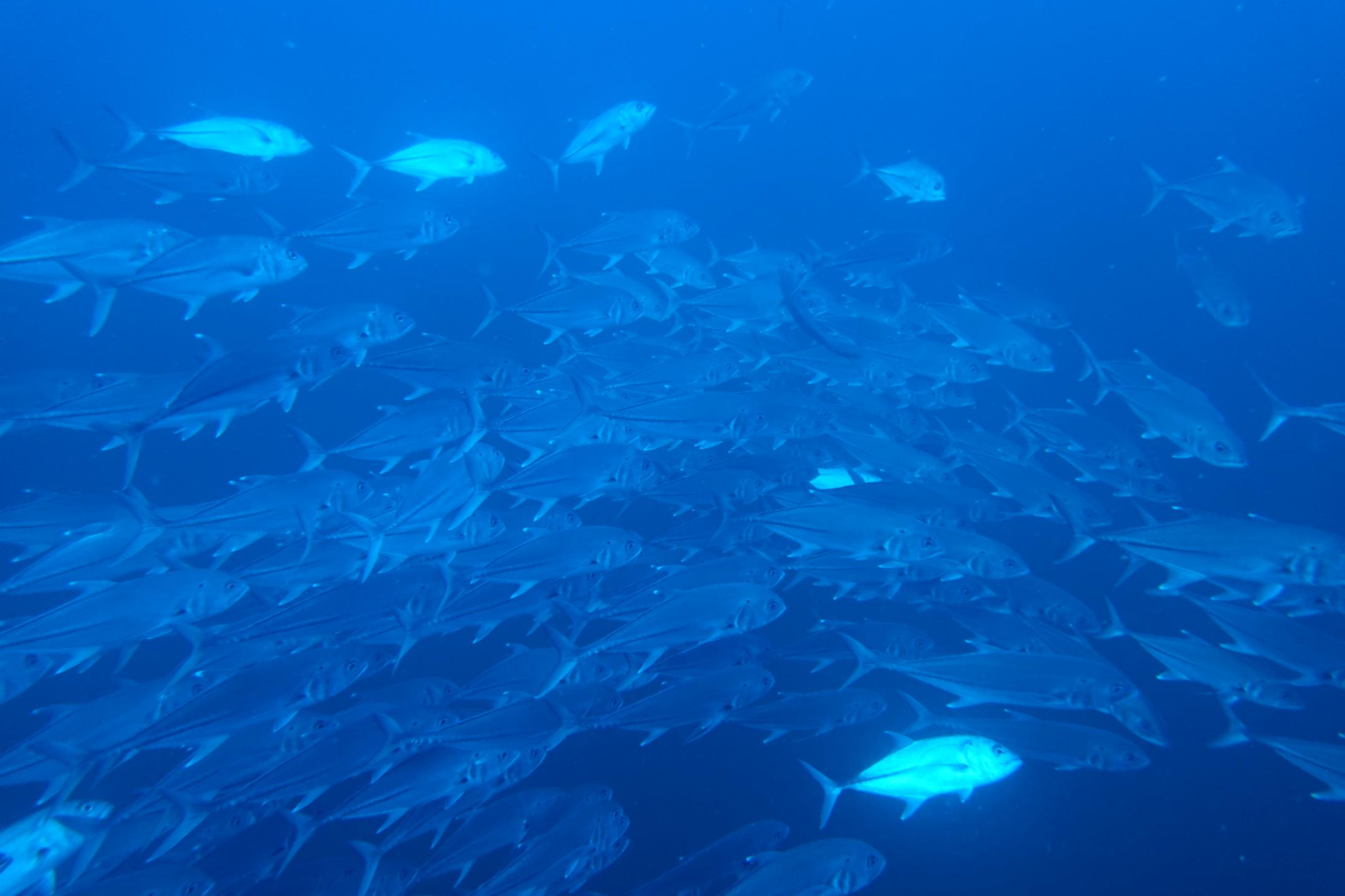 Iglesias (Dive Base Coiba)