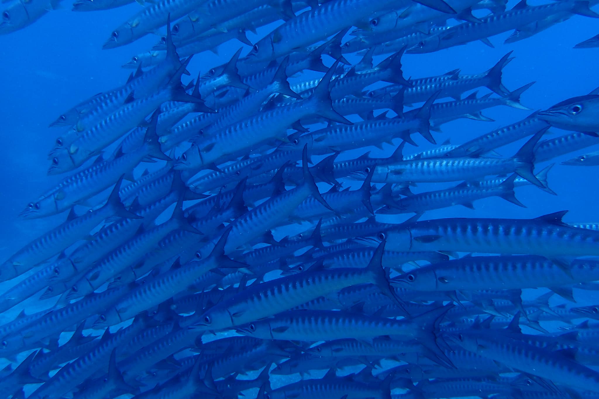 Sipadan photo 2