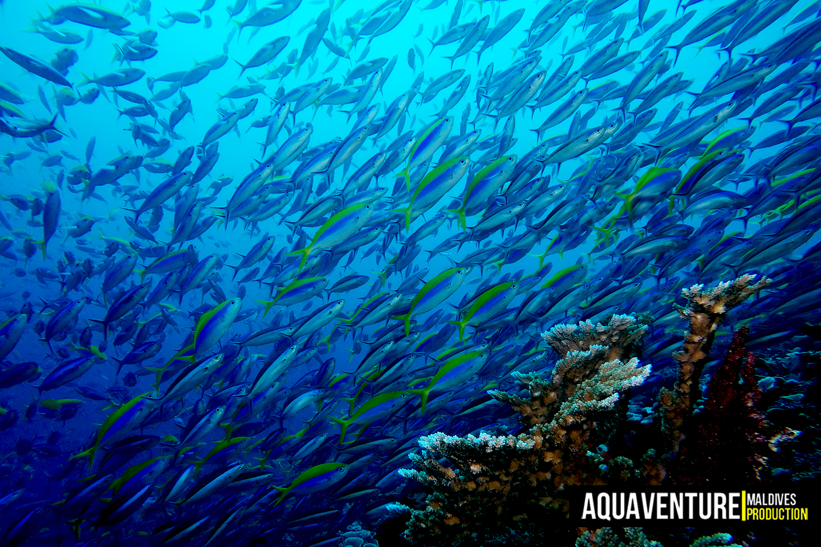 Villingili Coral Garden photo 9