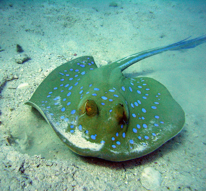Koh Sii photo 3