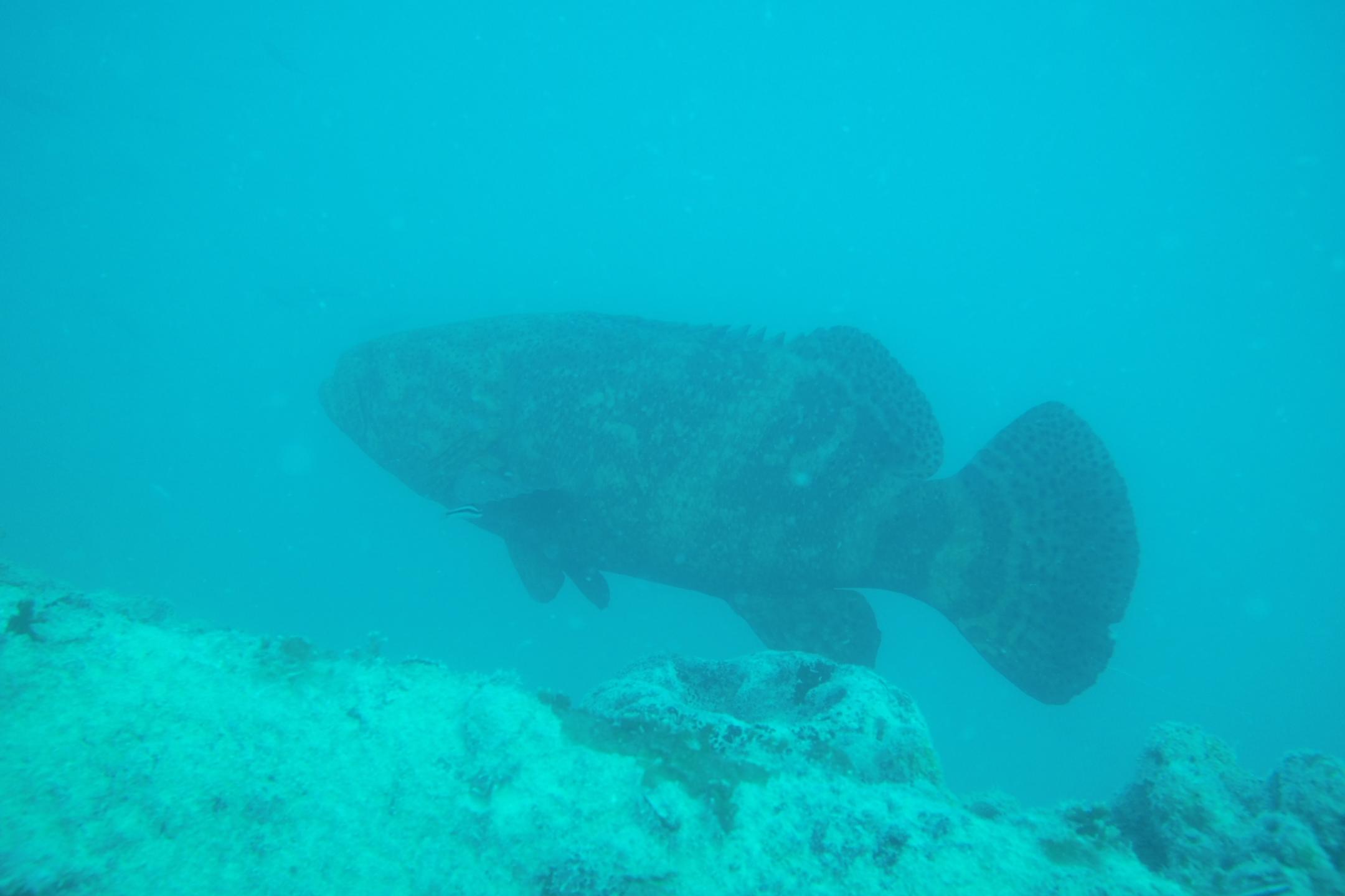 Cayman Salvage Master