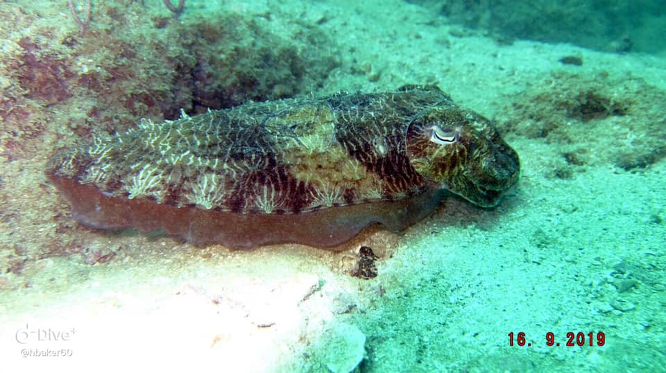 Dibba Island photo 6