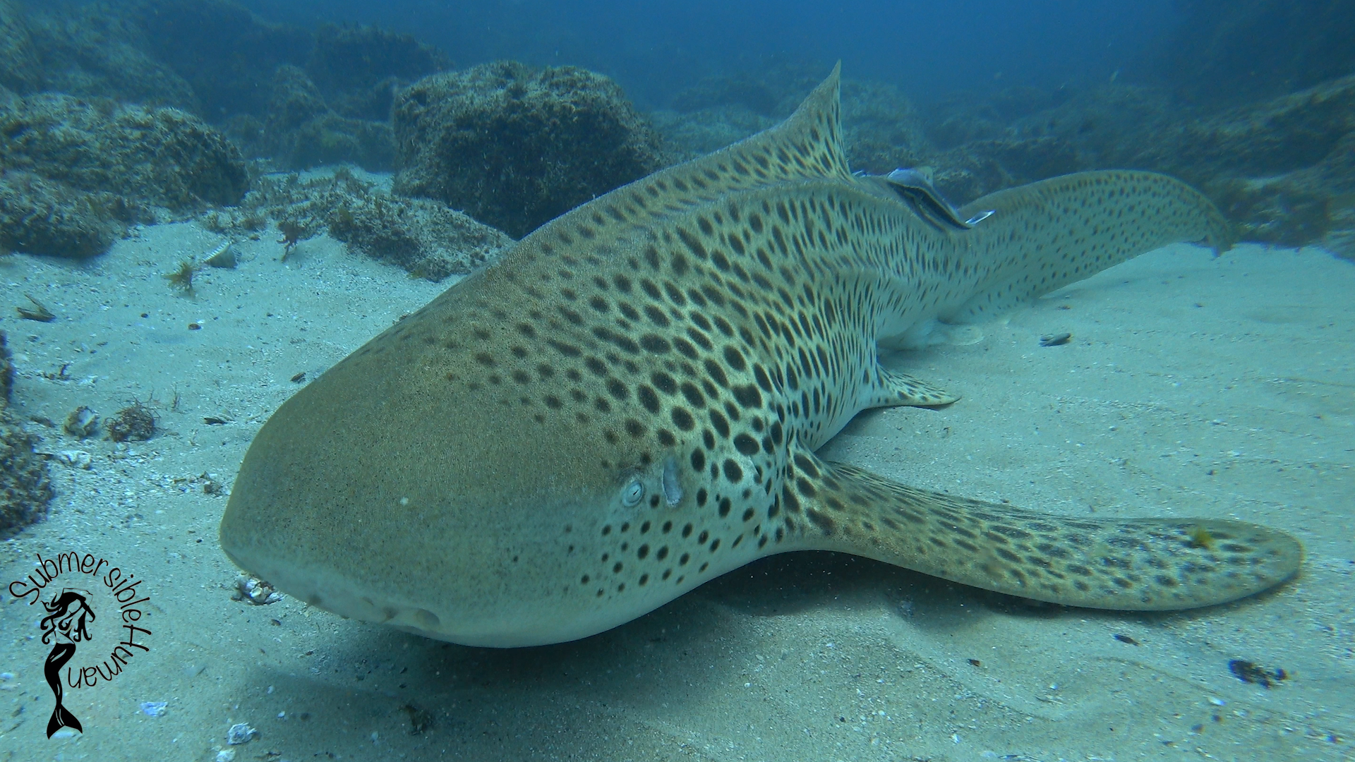 Eastern Reach - Manta Bommie photo 7