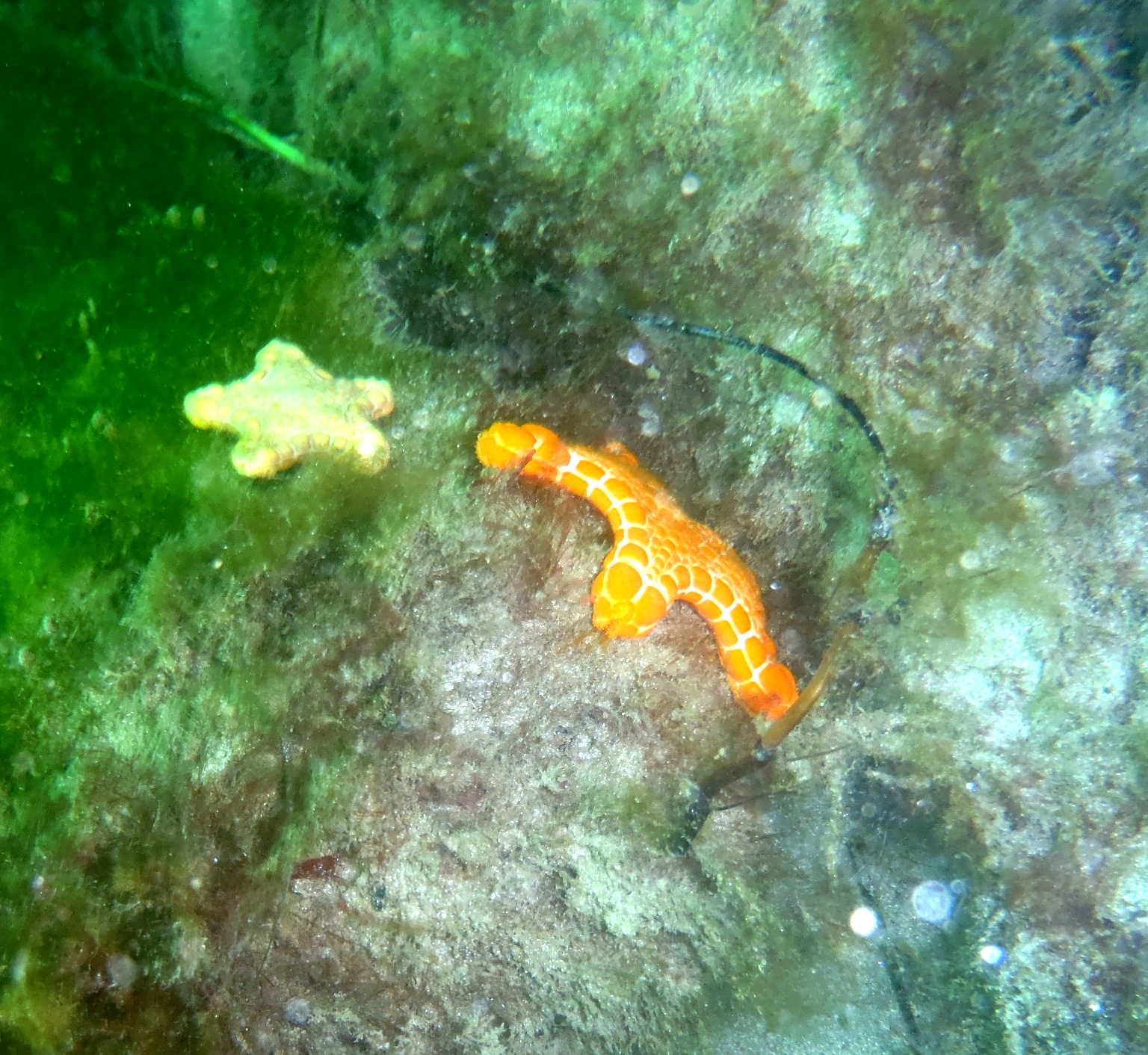 Warrnambool Breakwater, inside