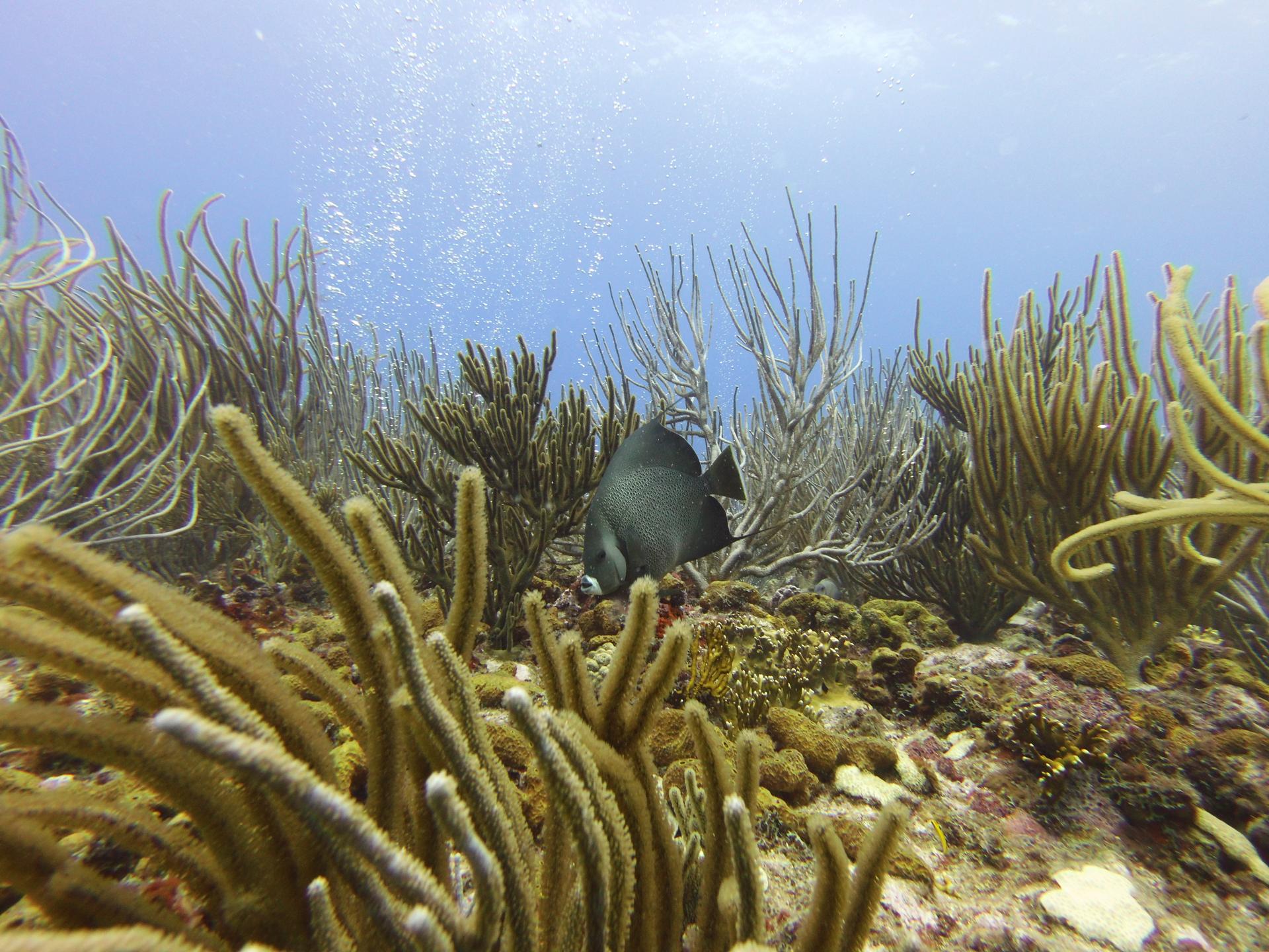 Fish Bowl photo 8