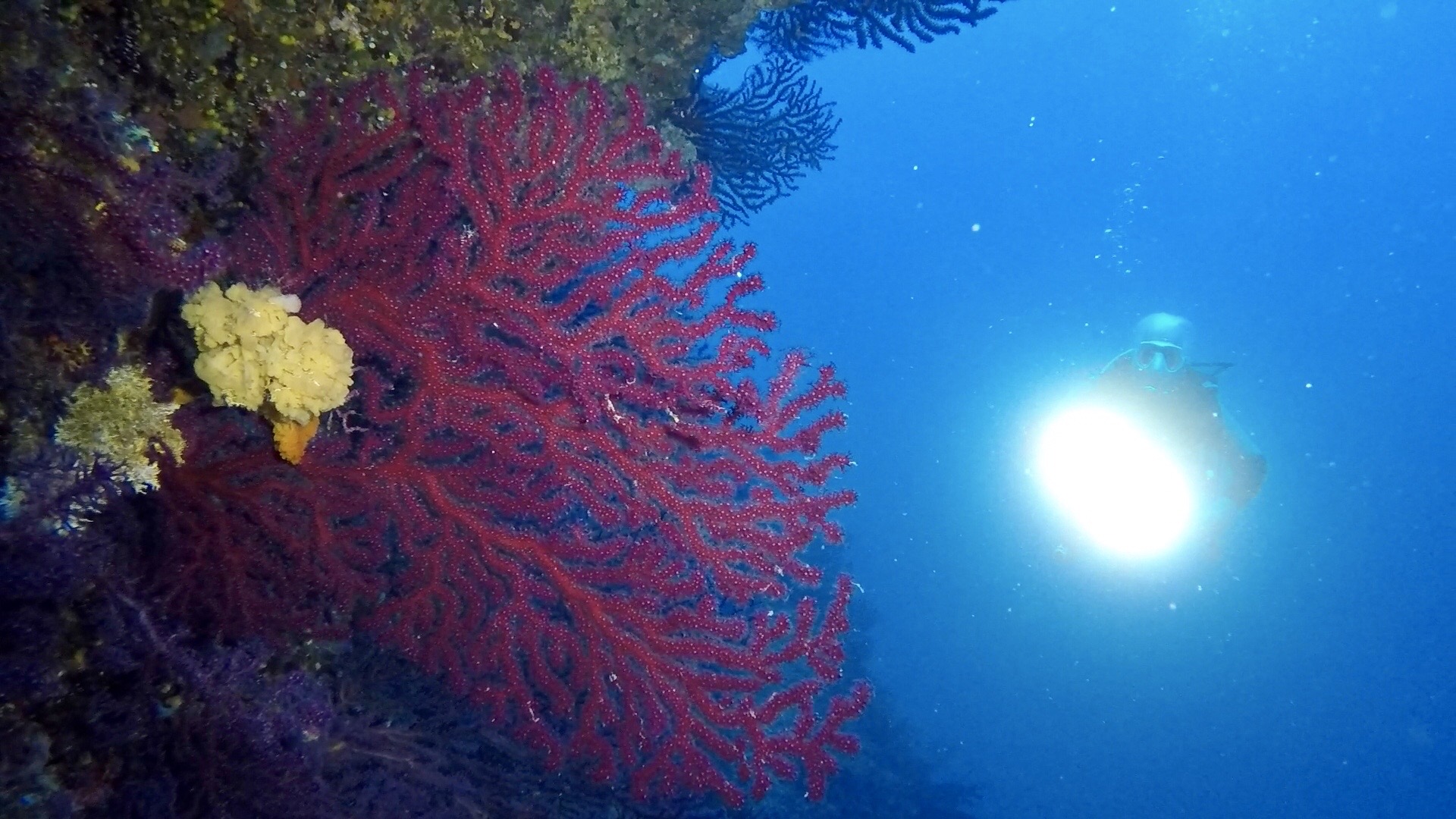 Las Gorgonias photo 4