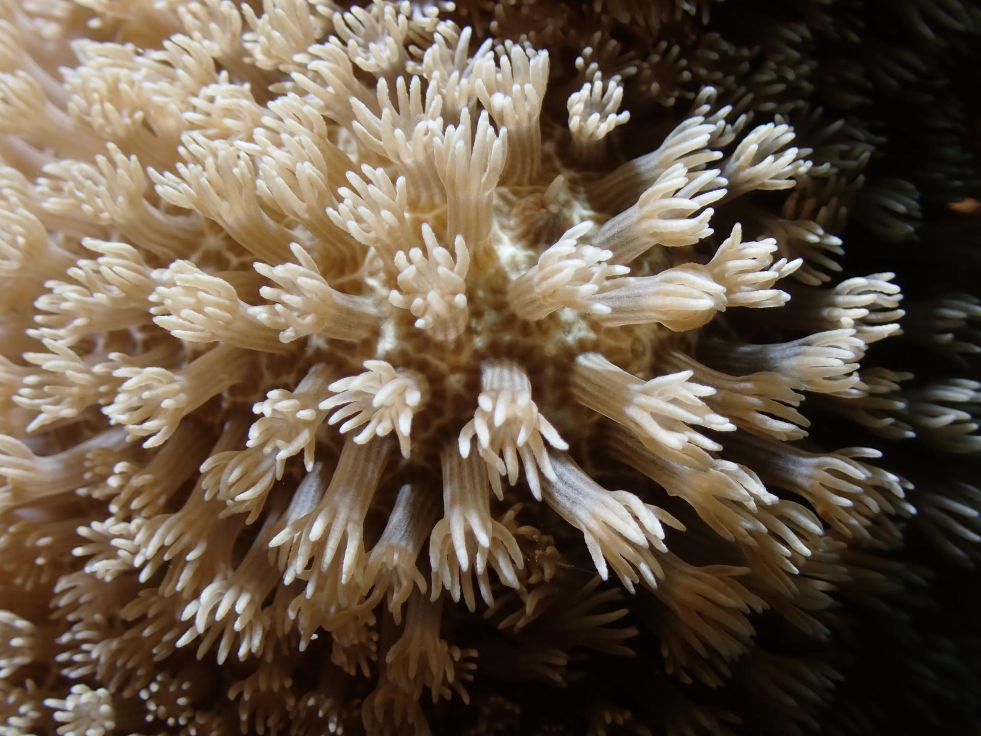 Melissa's Reef photo 2