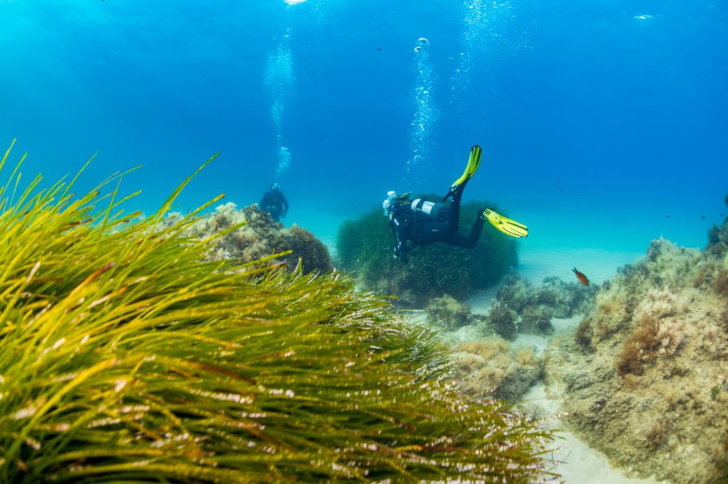 Aquamarine House Reef photo 7