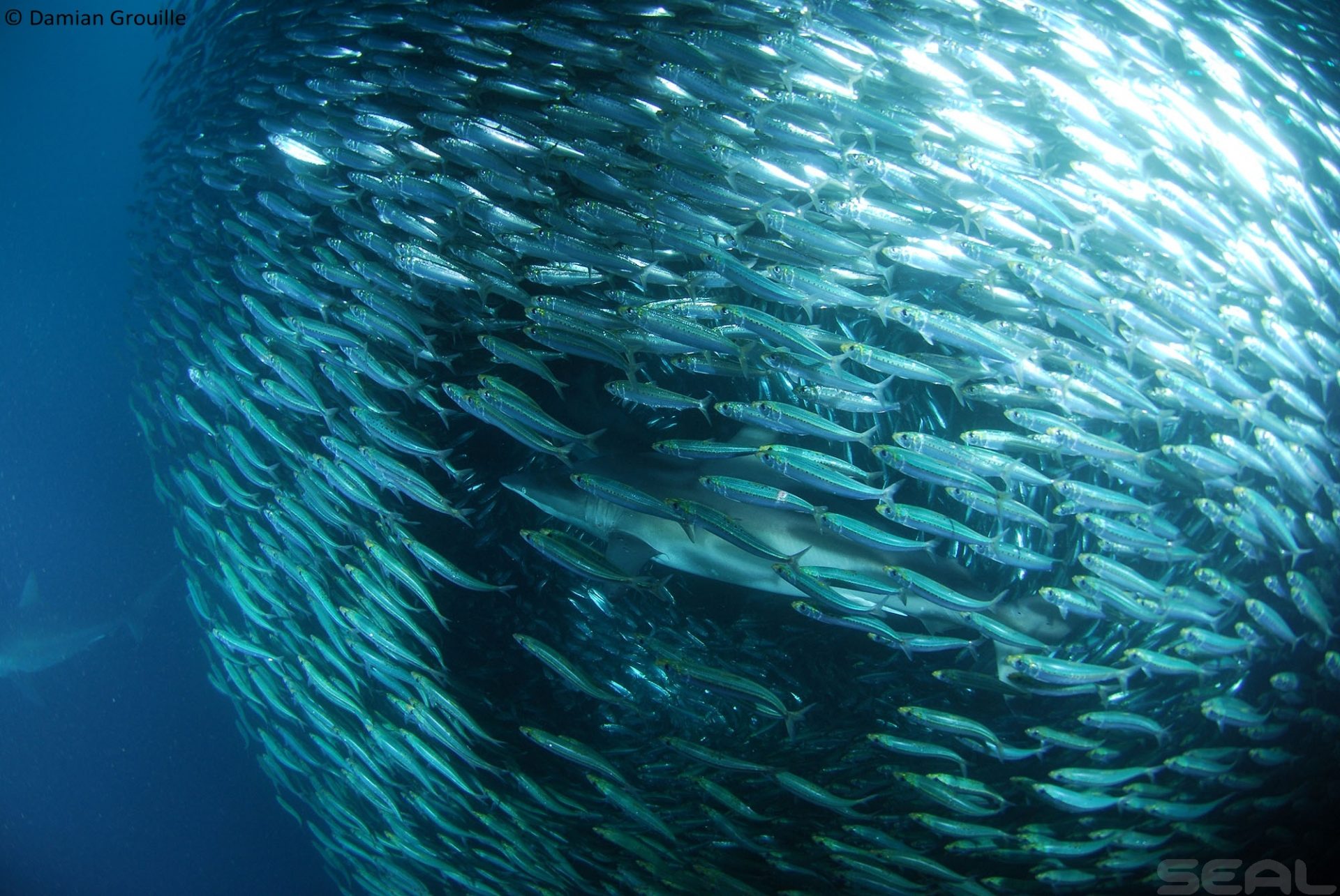 Sardine Run - Wild Coast South Africa photo 9
