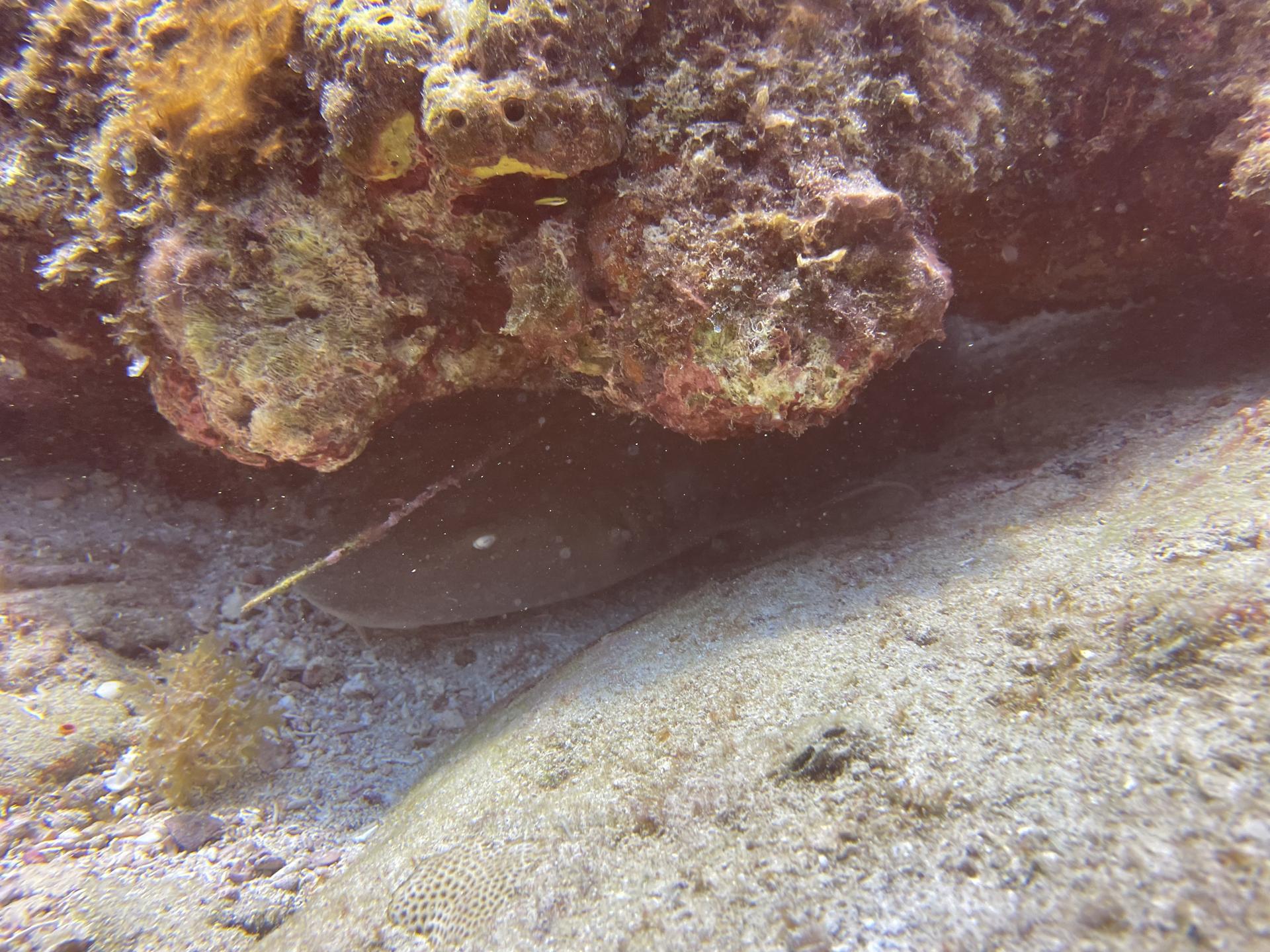 Snapper Shoal