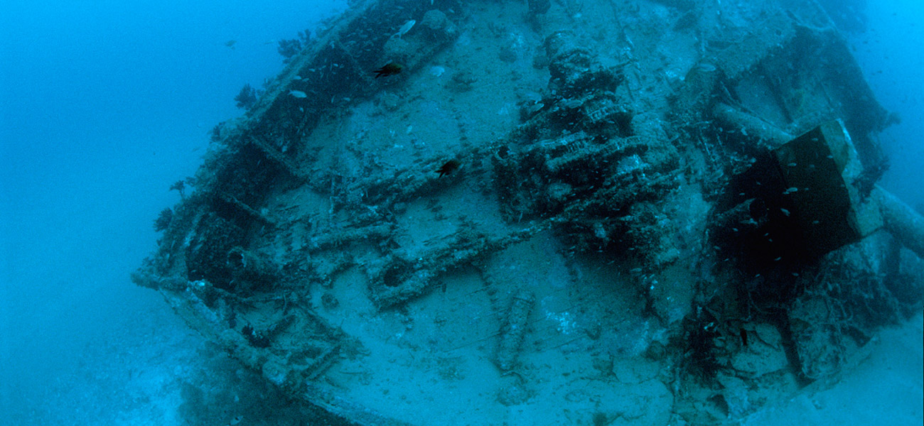 Grec (Sagona) photo 5