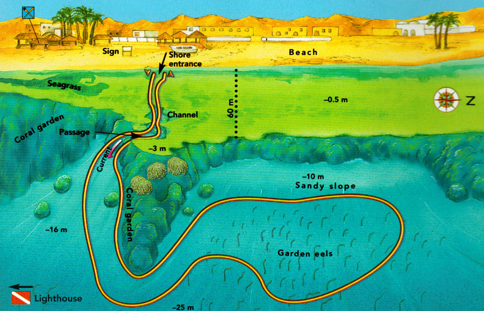 Eel Garden