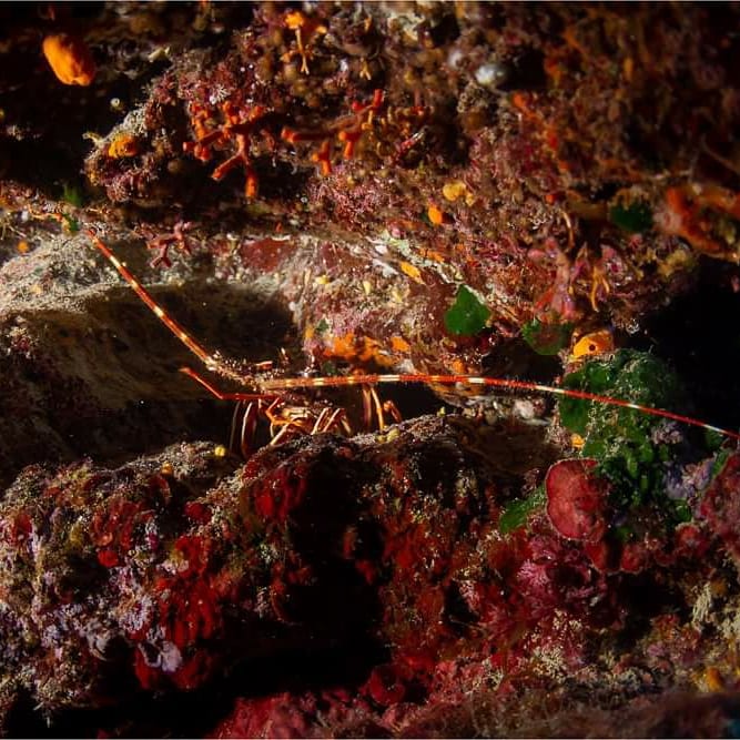 Sirena hole photo 4