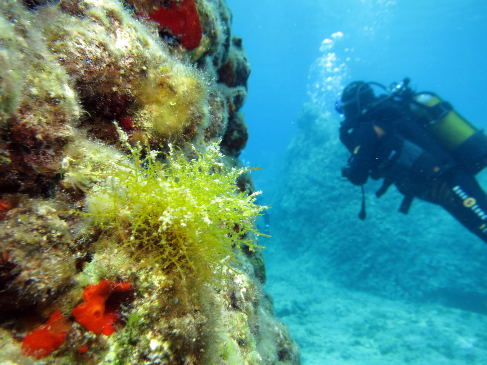 St. Paul's reef and caverns photo 4