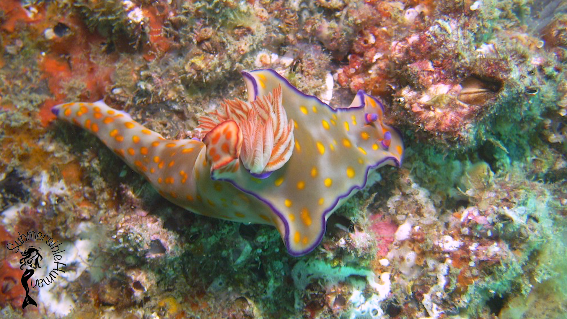 Curtin Artificial Reef - Moreton Bay photo 4