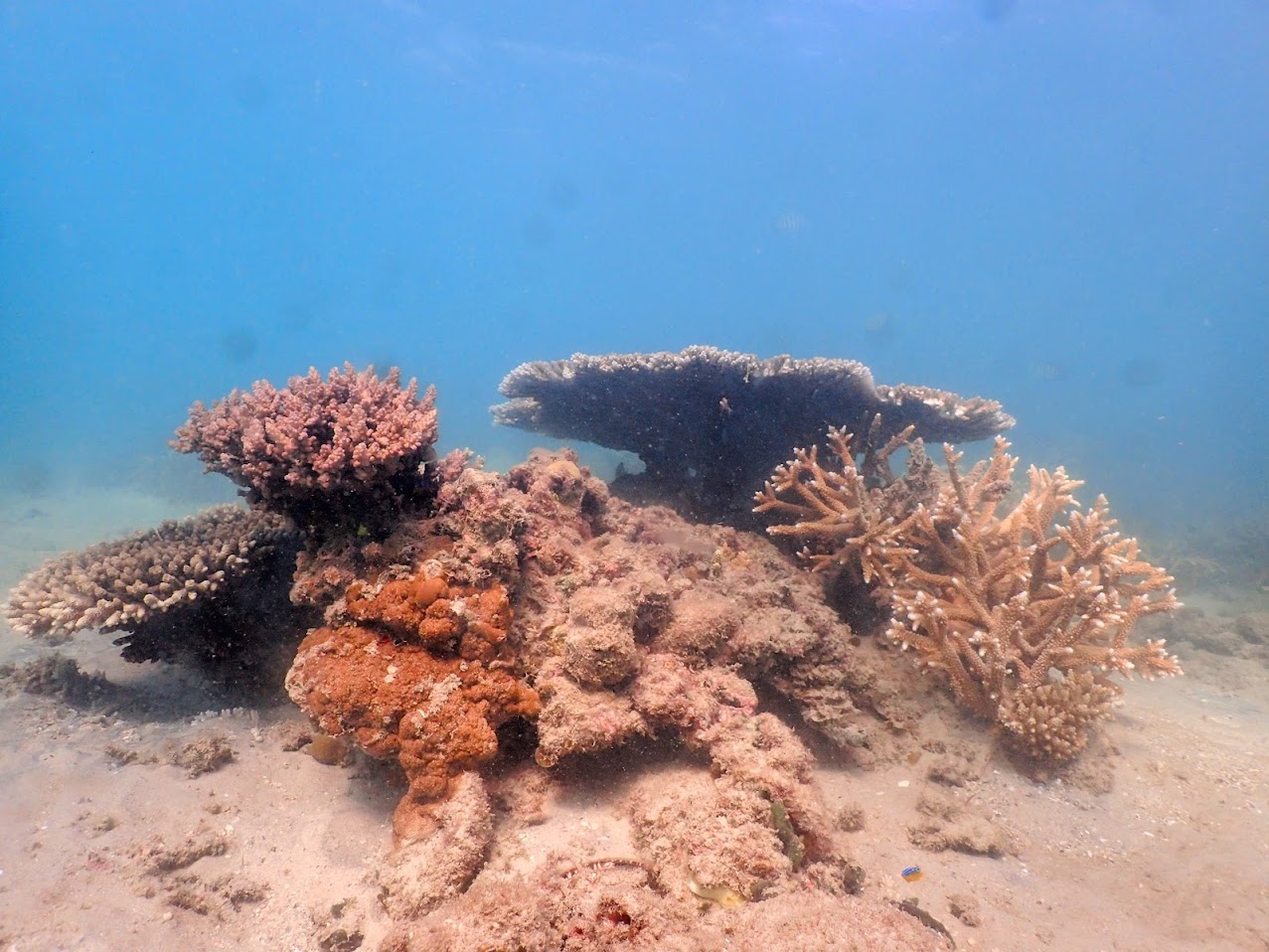 Butterfish bay