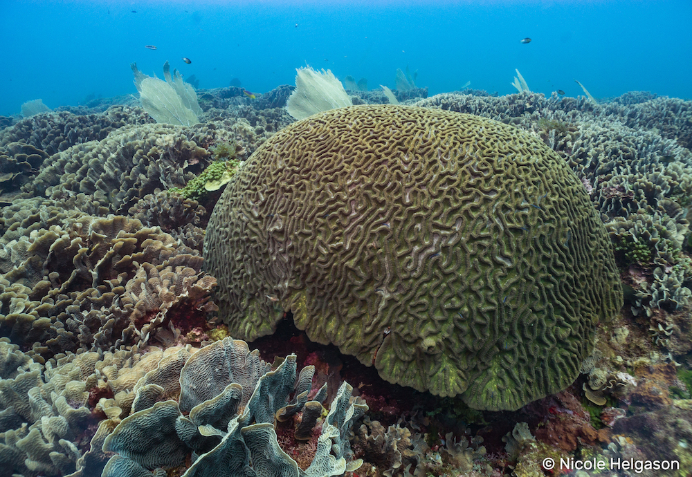 Crocodile Island