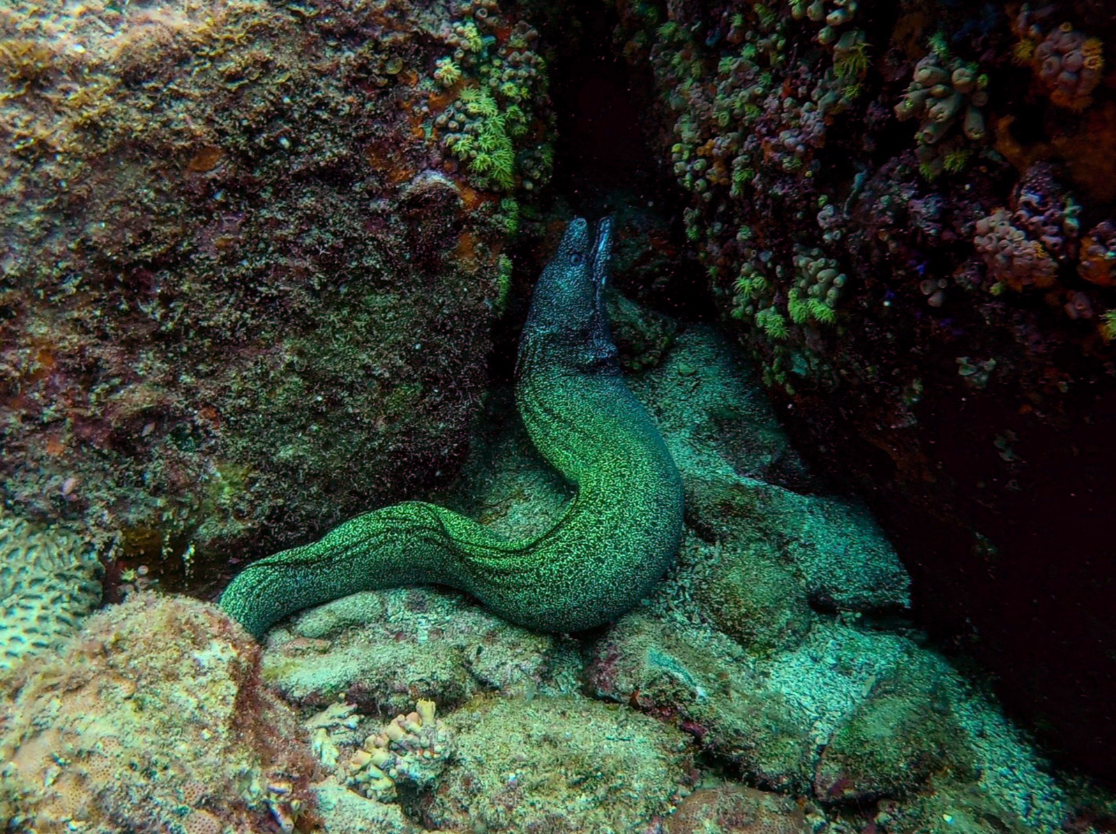ILHA DA FEIA , P & P MERGULHO photo 3